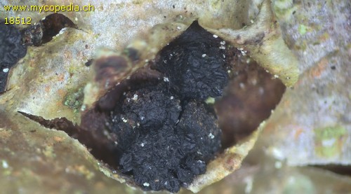 Eutypella sorbi - 