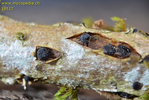 Eutypella sorbi - 
