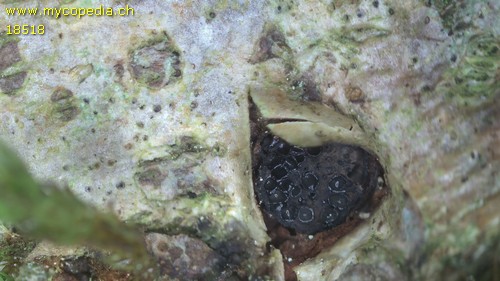 Eutypella sorbi - 