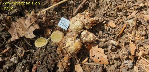 Sclerogaster compactum - 