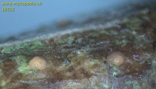 Fusarium sambucinum - 