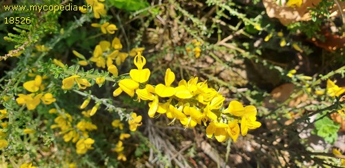 Genista pilosa - 