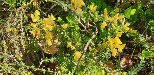 Genista pilosa - 