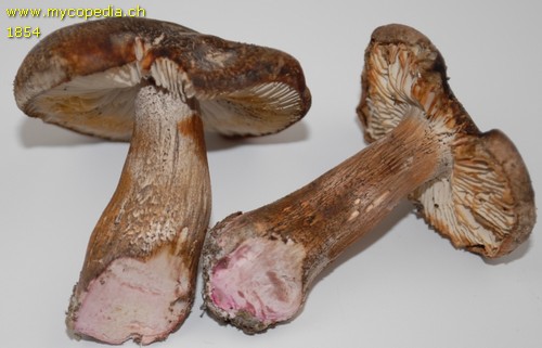 Tricholoma basirubens - 