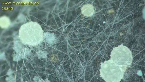 Ascobolus sacchariferus - 