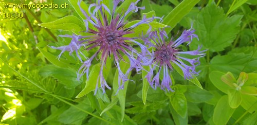Centaurea montana - 