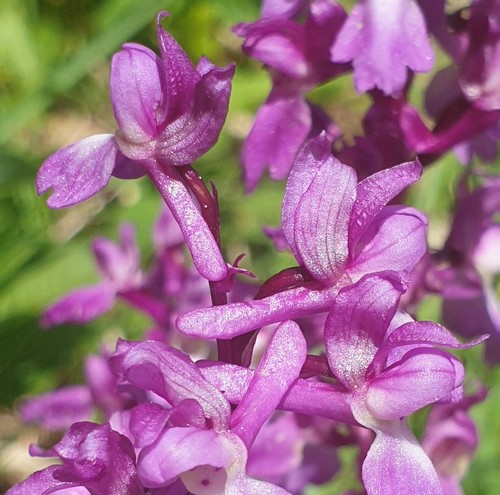 Orchis mascula - 