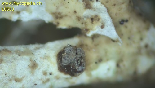 Unguiculariopsis lettaui - 