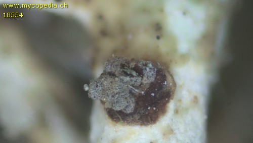 Unguiculariopsis lettaui - 
