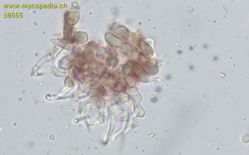 Unguiculariopsis lettaui - 