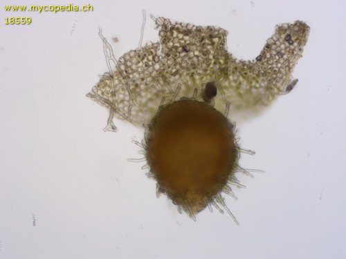 Octosporella ornithocephala - 