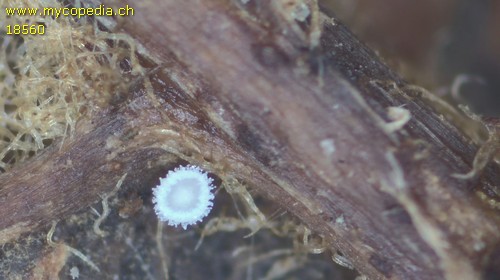 Lachnum rhytismatis - 