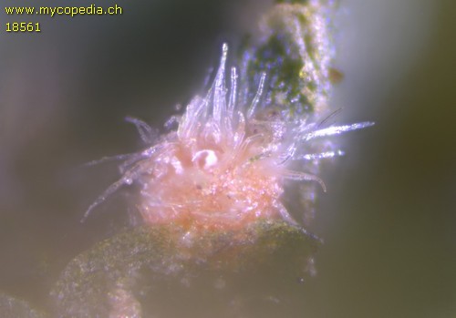 Octosporella ornithocephala - 