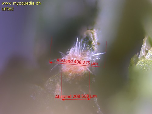 Octosporella ornithocephala - 
