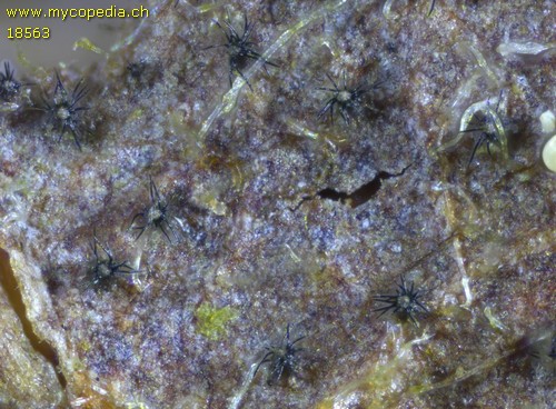 Venturia chlorospora - 