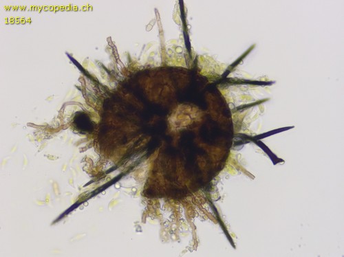 Venturia chlorospora - 