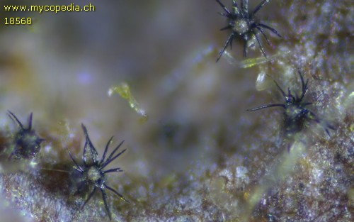 Venturia chlorospora - 
