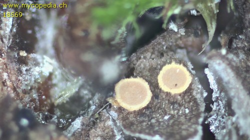 Bisporella resinicola - 
