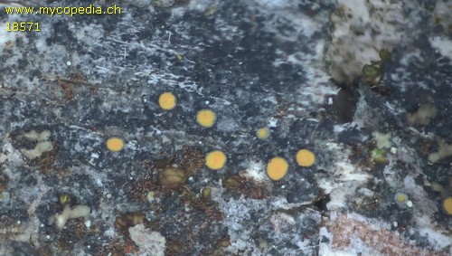 Caloplaca - 