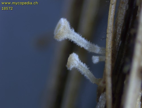 Lachnum nudipes - 