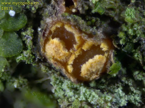 Pezicula ocellata - 