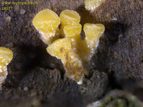 Xerombrophila crystallifera - 