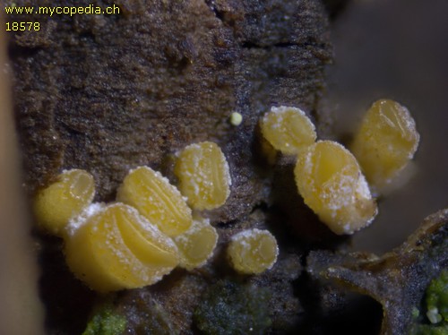 Xerombrophila crystallifera - 