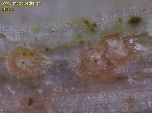 Diplonaevia bresadolae - 