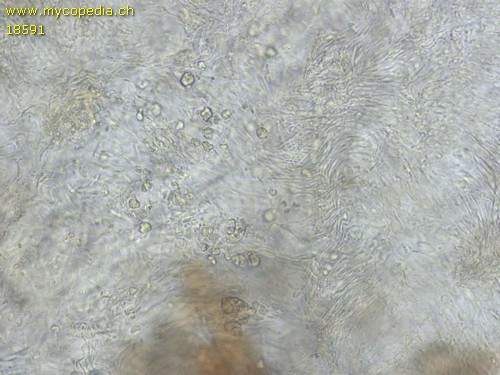 Xerombrophila crystallifera - 