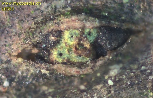 Thyronectria rhodochlora - 
