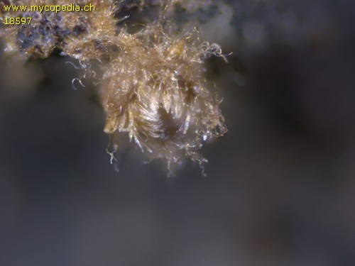 Lasiobelonium variegatum - 