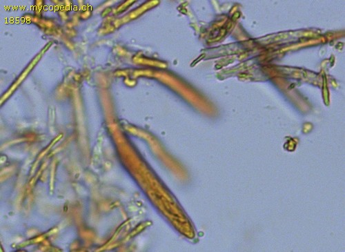 Lasiobelonium variegatum - 