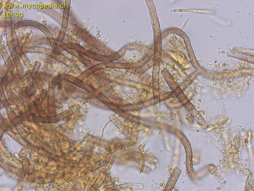 Lasiobelonium variegatum - 