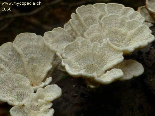 Plicaturopsis crispa - 