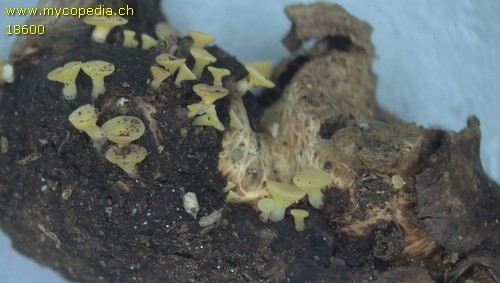 Hymenoscyphus repandus - 