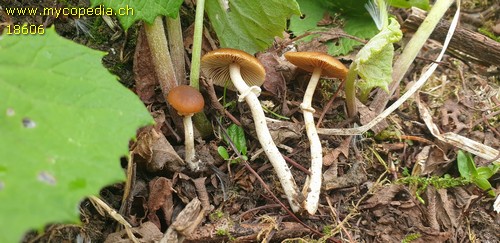 Pholiotina aporos - 