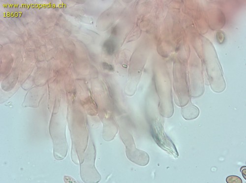 Pholiotina aporos - 