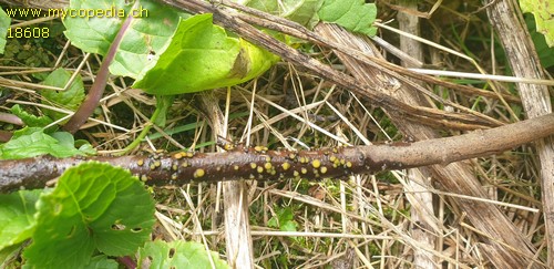 Vibrissea flavovirens - 