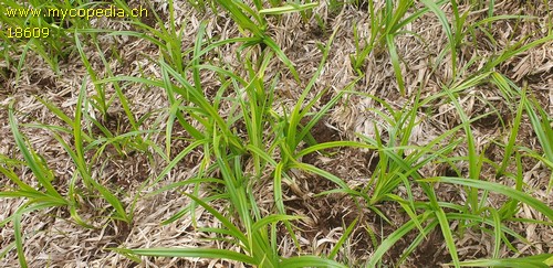 Scirpus silvaticus - 