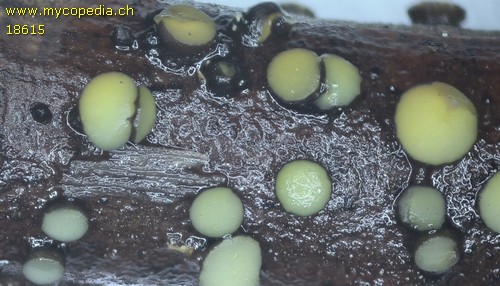 Vibrissea flavovirens - 