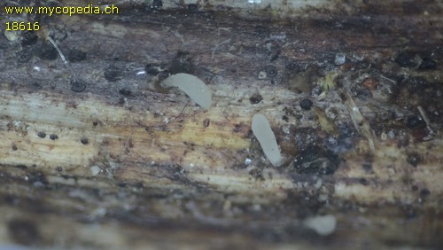 Typhula unbestimmt - 