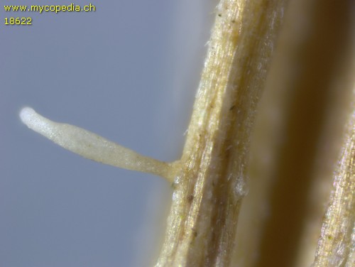 Acrospermum graminum - 