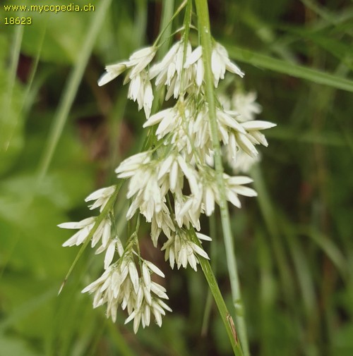 Luzula luzoides - 