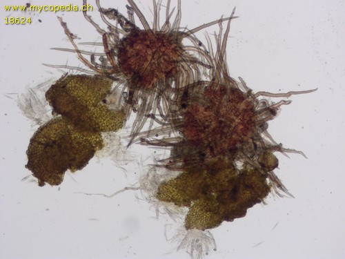 Echinosphaeria strigosa - 