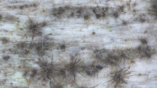 Echinosphaeria strigosa - 