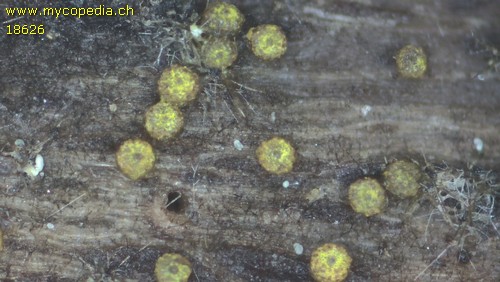 Echinosphaeria strigosa - 