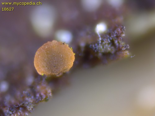 Orbilia eucalypti - 