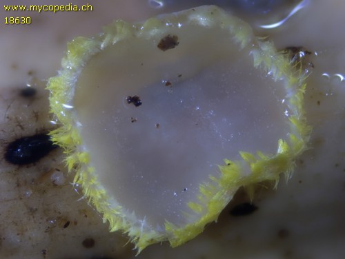 Trichopeziza leucophaea - 
