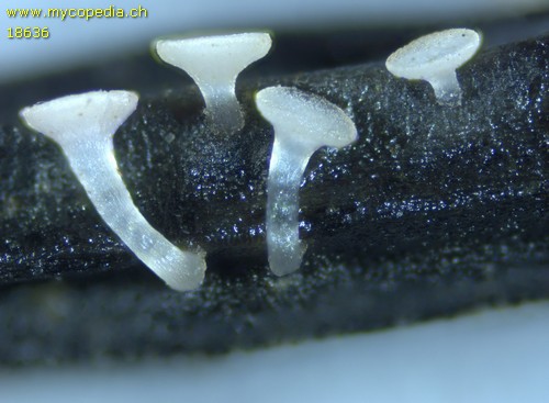 Roseodiscus rhodoleucus - 