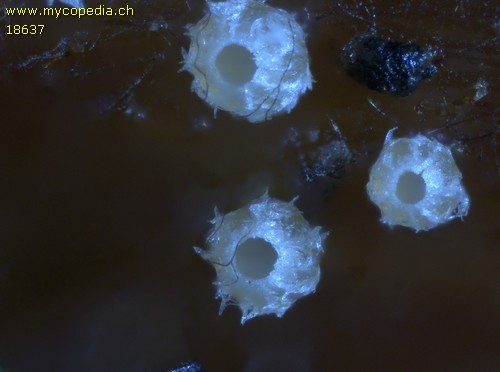 Urceolella carestiana - 